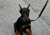 Estetikli Doberman yavrular